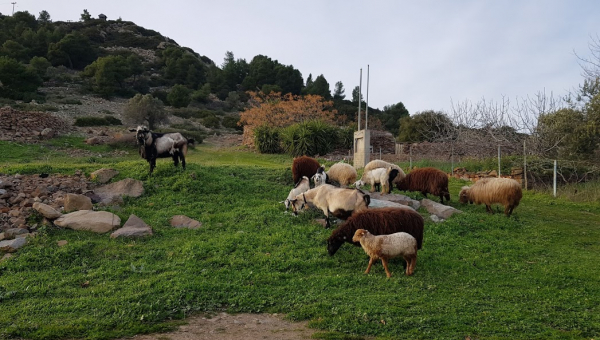 Η ομορφιά της ορεινής Αίγινας τον χειμώνα.